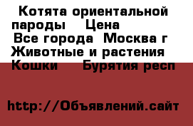 Котята ориентальной пароды  › Цена ­ 12 000 - Все города, Москва г. Животные и растения » Кошки   . Бурятия респ.